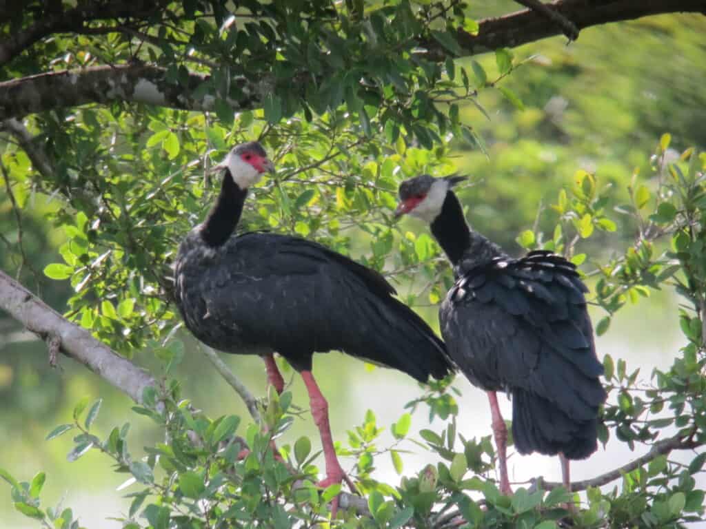 Pair of northern screamers in a forest