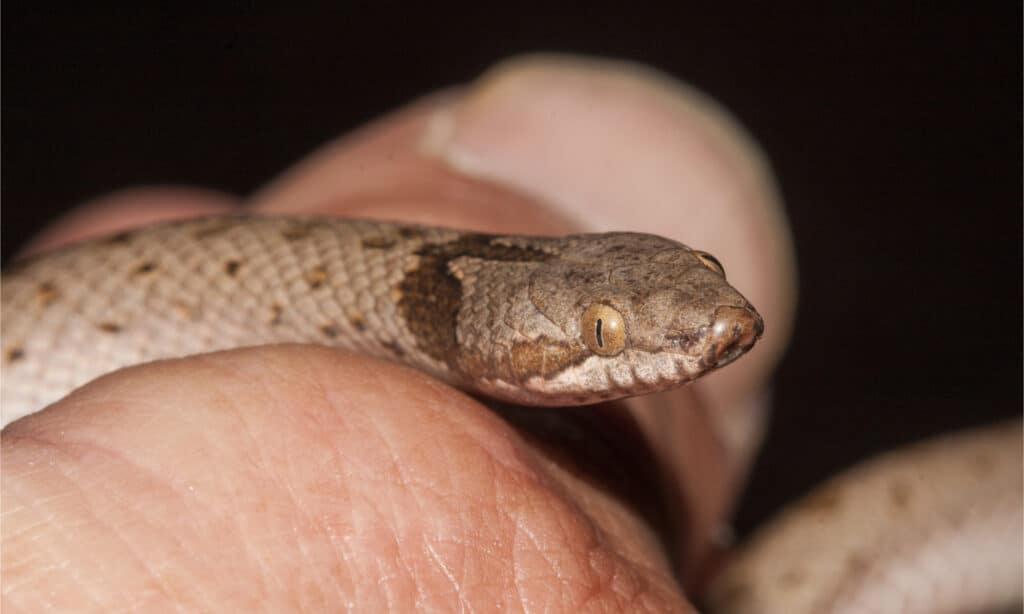 A hand holding a night snake