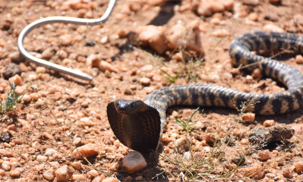 A zebra spitting cobra with its hood open