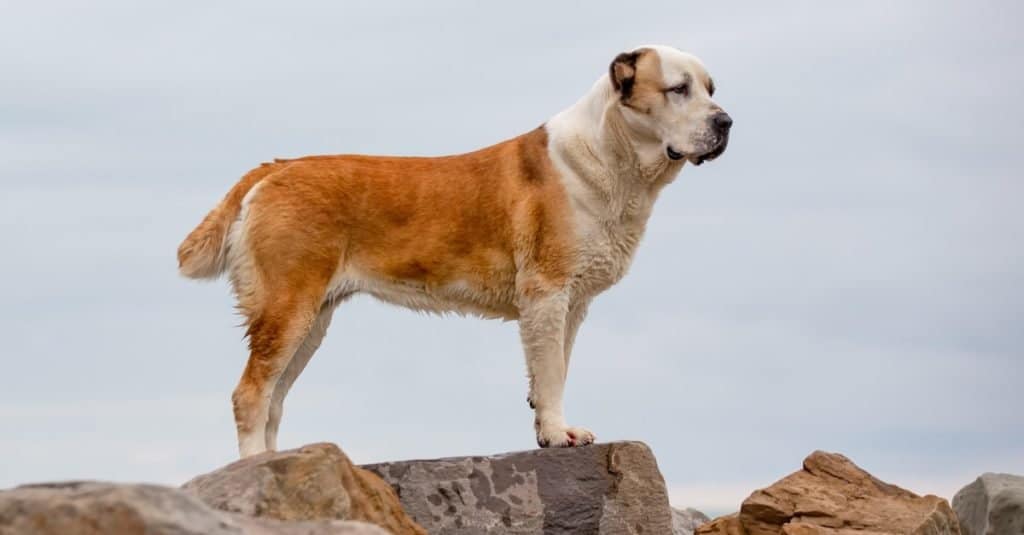 Central Asian shepherd, Alabai, standing on a rock in the mountains.