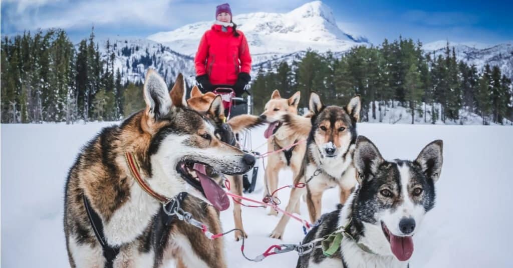 Alaskan husky sled dogs ready to go into the Arctic mountain wilderness.