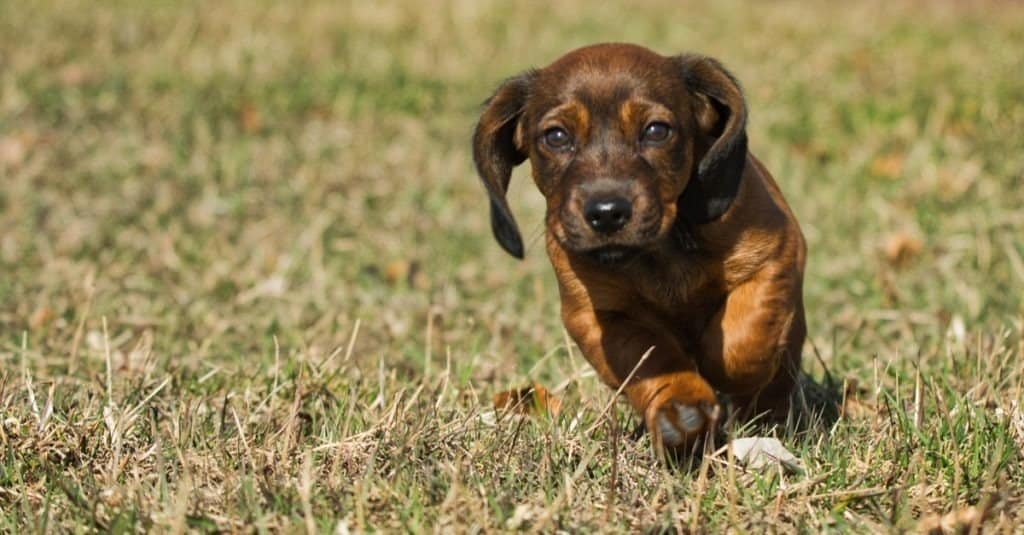 Alpine Dachsbracke puppy