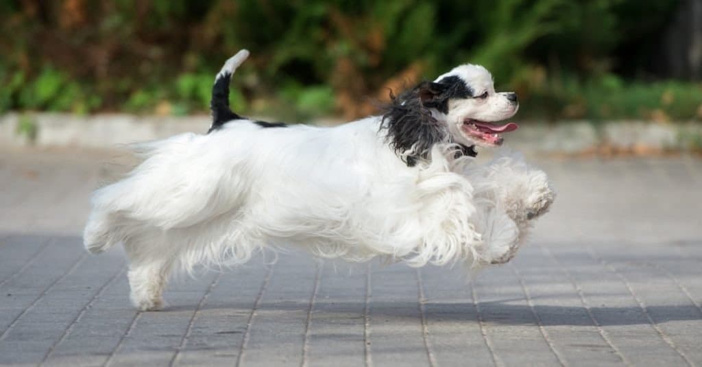 american cocker spaniel dog running outdoors