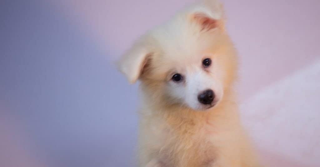 American Eskimo Dog puppy