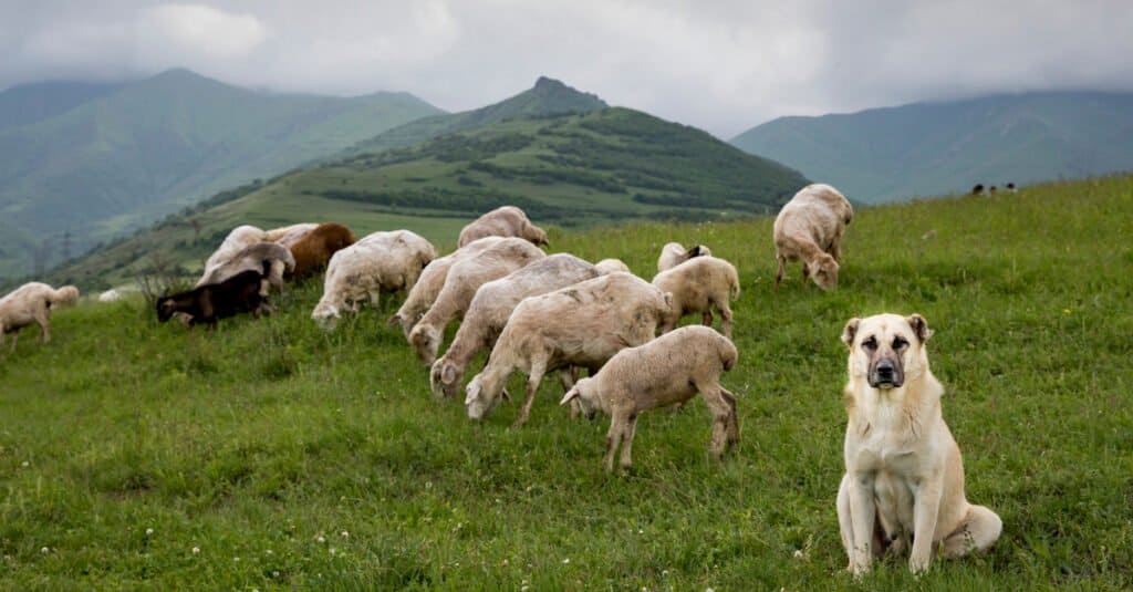 Anatolian Shepherd in Armenian Hills, Guarding Sheep