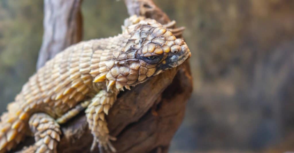 The tails of the Armadillo Lizard grow longer than the rest of the armadillo lizard's entire body.