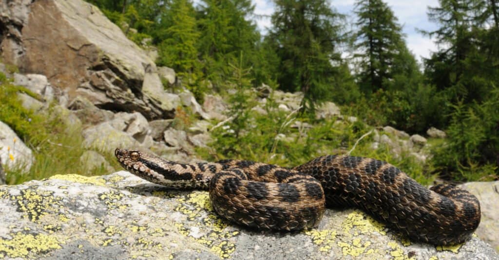 The asp is a long snake that can reach more than 3 feet in length. Its long, curved fangs are a key point of identification.