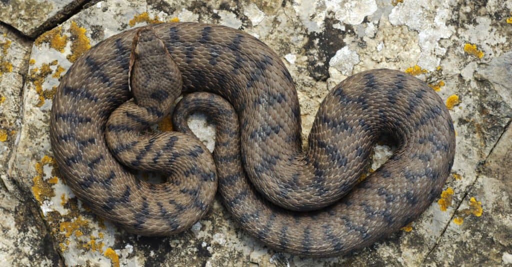 Asp viper (Vipera aspis) on a rock, Liguria, Italy. Males are usually gray with a slight zig-zag pattern of darker colors on their backs.