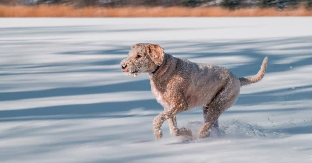 Australian Labradoodle playing on the beach