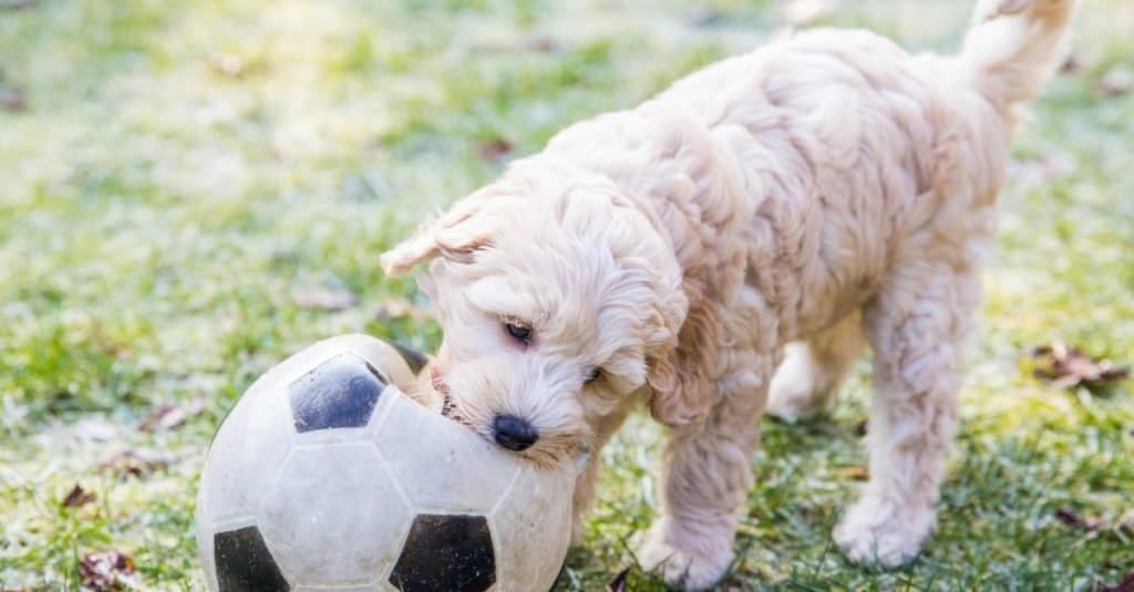 Cream Australian Labradoodle pup playing in the garden with a football in the mouth on the green grass