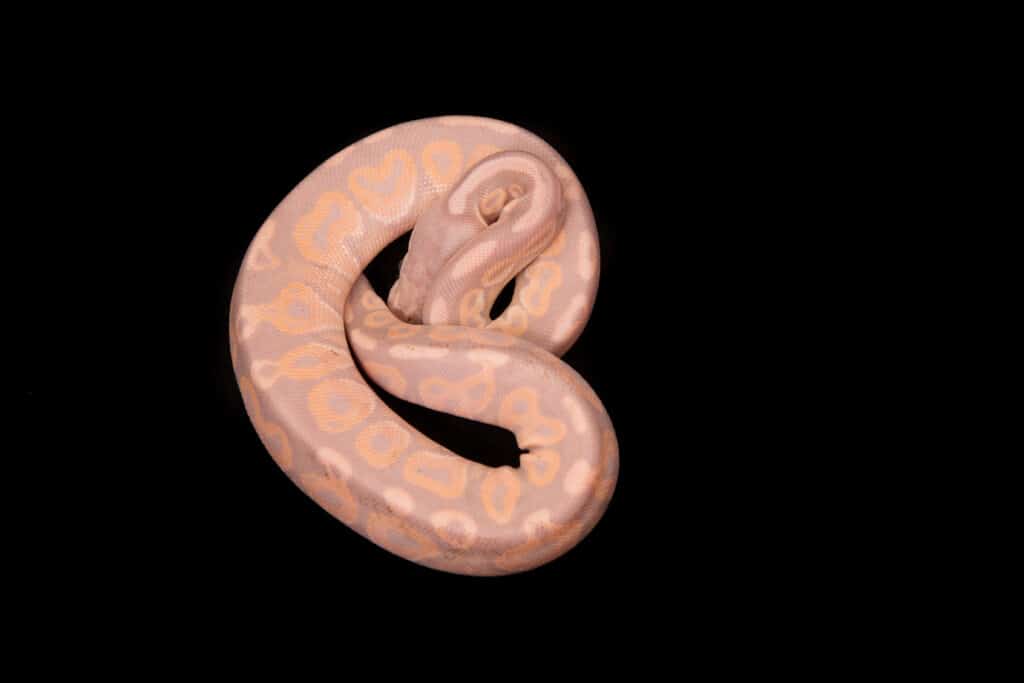 Banana Cinnamon Ball Python