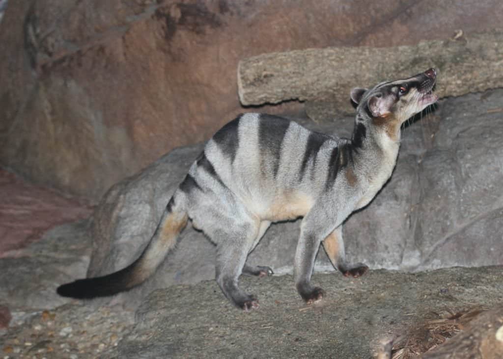 Banded Palm Civet, zoo animal