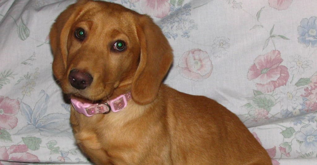 Bassador puppy sitting on bed