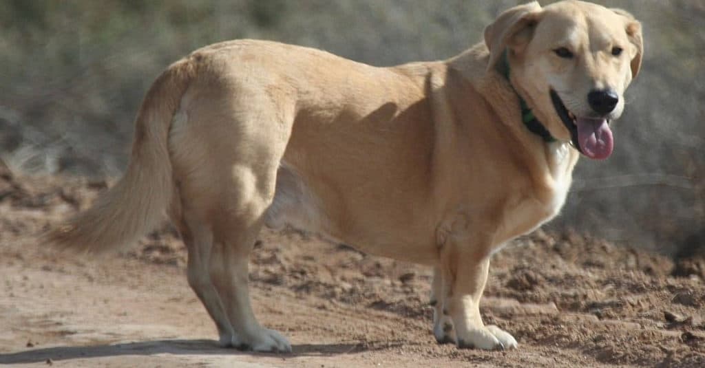 Bassador standing in park