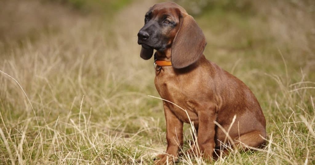 Bavarian Mountain Hound puppy sitting in the field