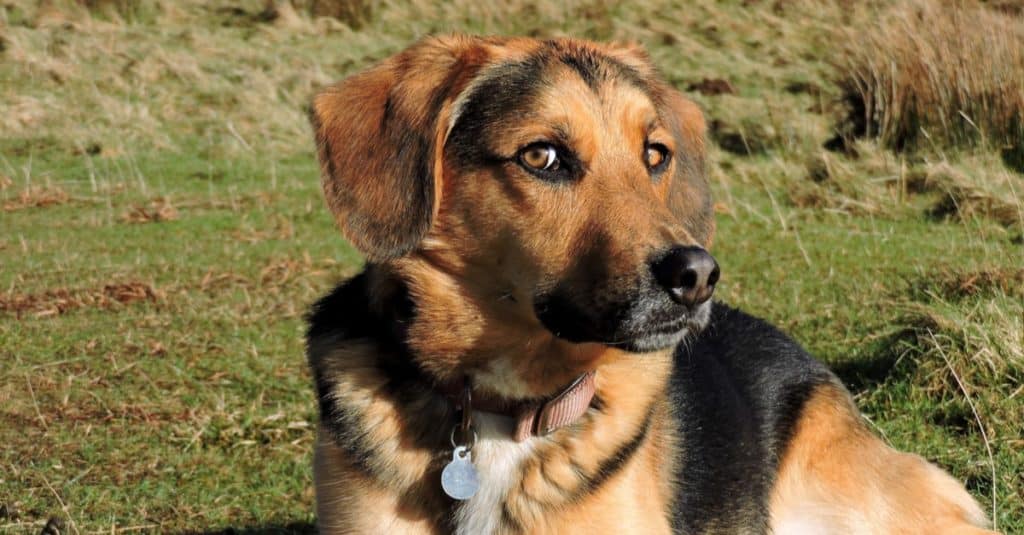 Beagle Shepherd lying in field