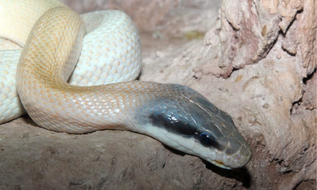 Cave dwelling Beauty rat snake (Orthriophis taeniurus ridleyi) in a cave. Its climbing skills allow them to glide effortlessly along the walls of the cave.