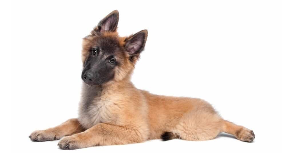 Belgian Tervuren Puppy