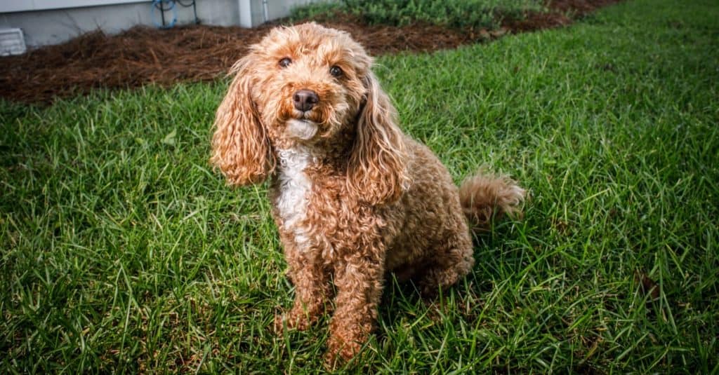 Fluffy Redhead Bichon Poodle Bichpoo Dog Outside in Yard