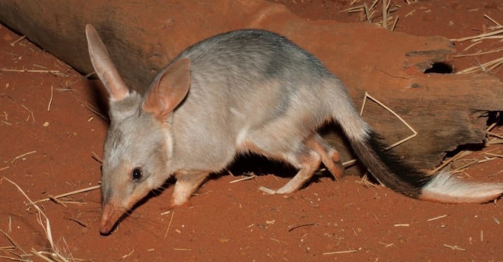 Captive Bilby on red soil.