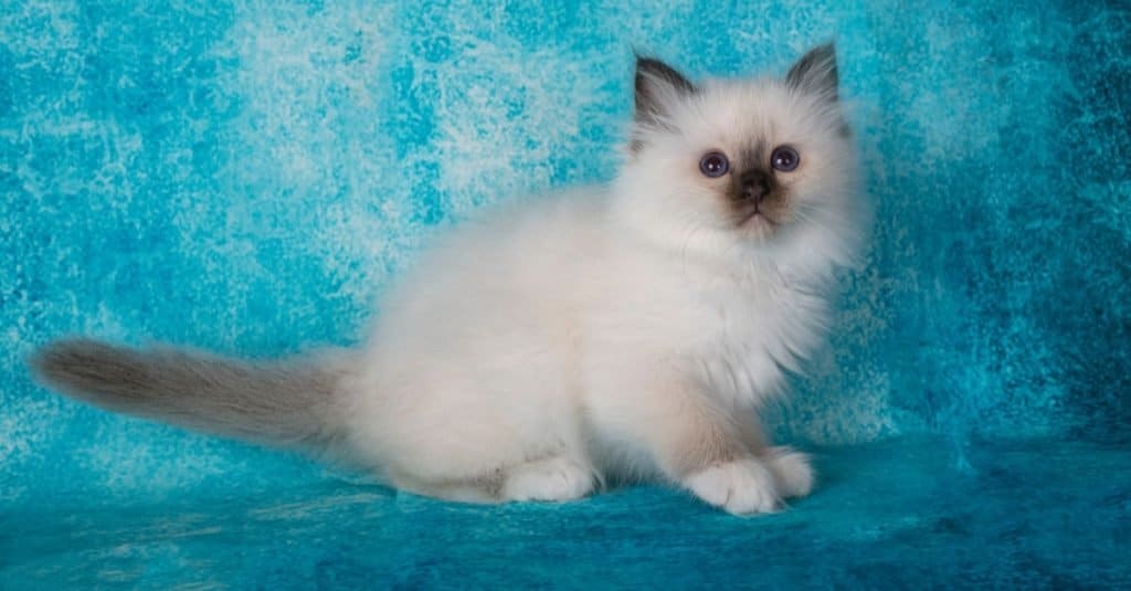 Birman kitten in front of a blue background.