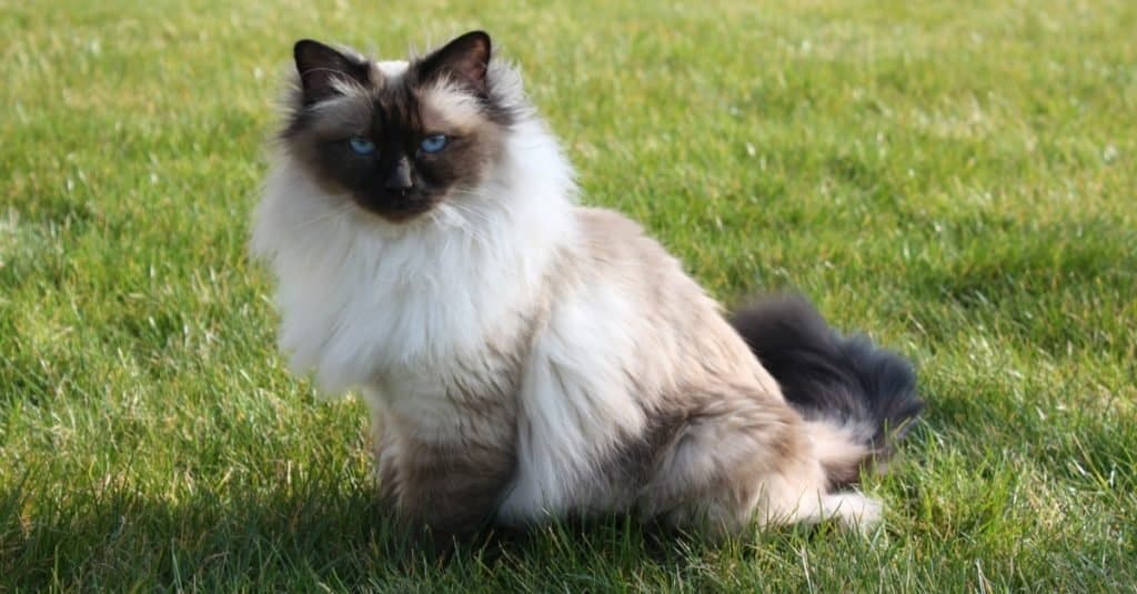 Seal point Birman cat sitting in the grass in the garden.