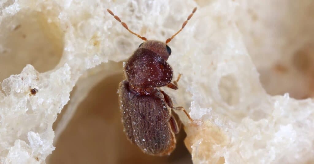 Drugstore beetle Stegobium paniceum known as bread beetle or biscuit beetle is pest in houses, stores and warehouses.