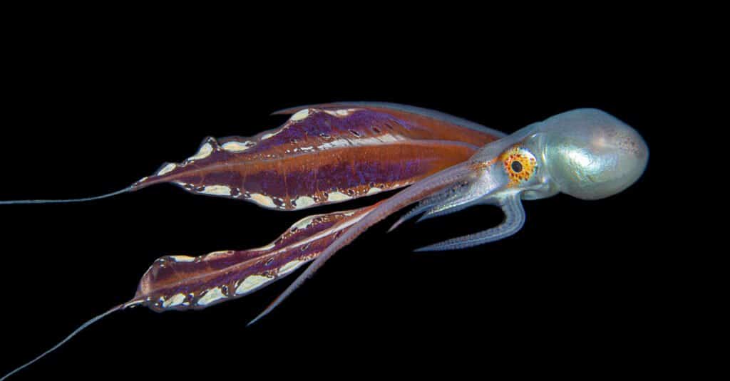 Blanket Octopus female diving. Blanket octopus pairs are some of the undersea world's oddest couples, with the female weighing 40,000 times more than the male.