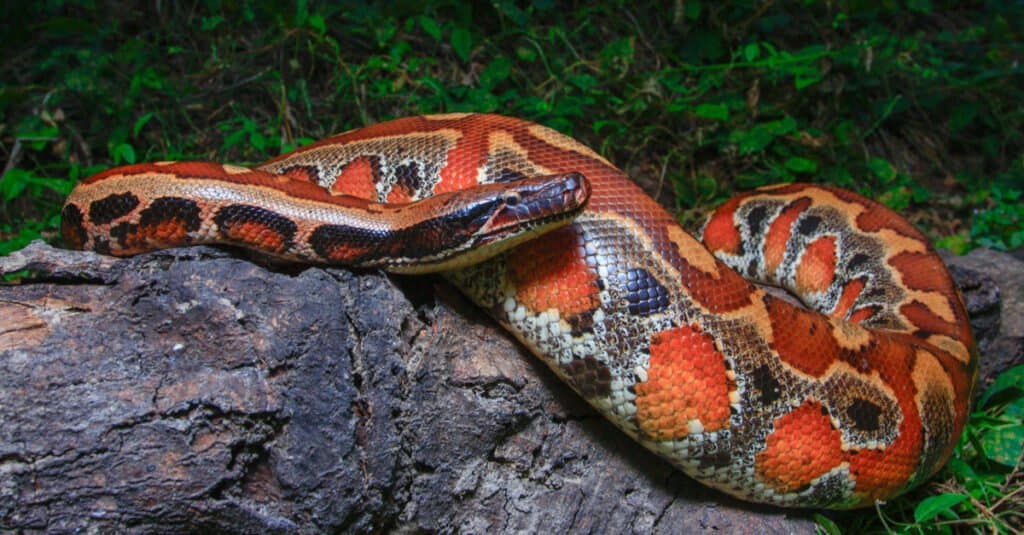 Blood Python