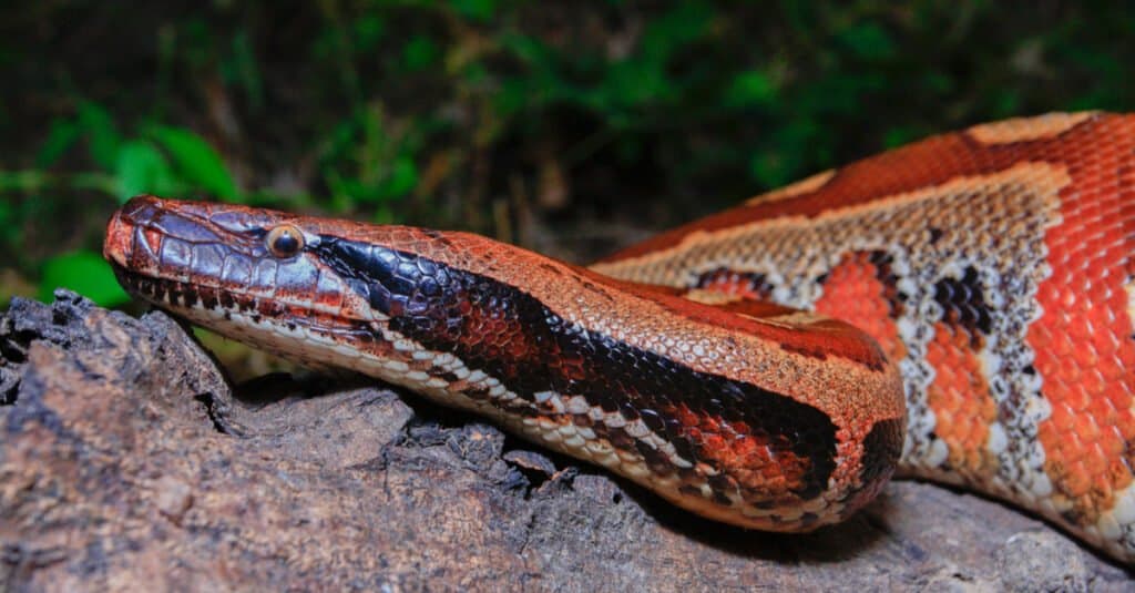 Blood python on rock