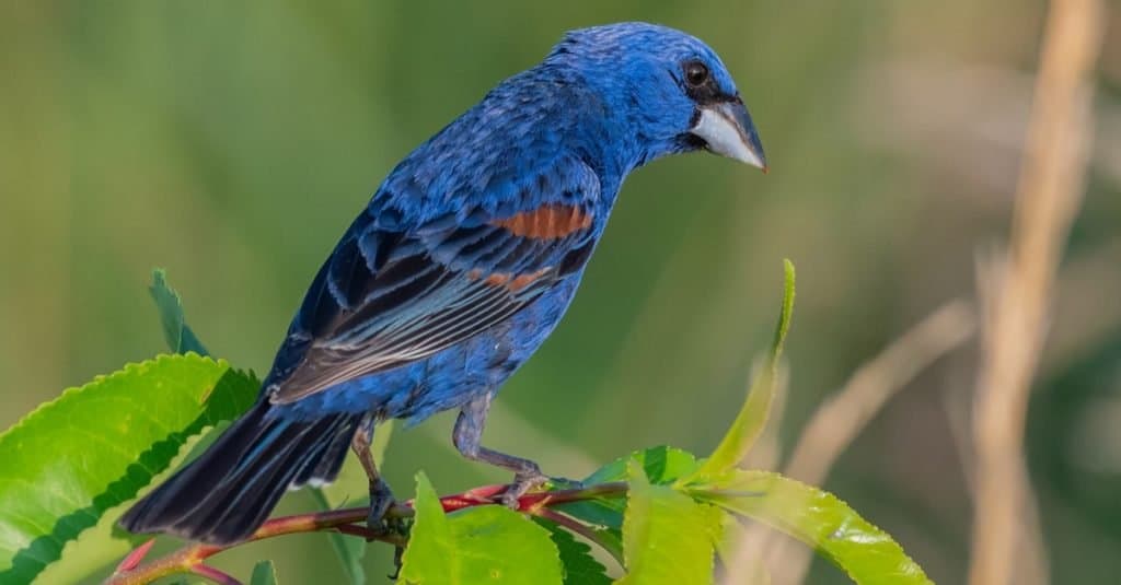 Blue Grosbeak (Passerina caerulea) perched on a leafy tree branch.