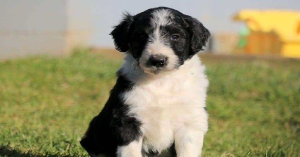 Bordoodle puppy standing in the field