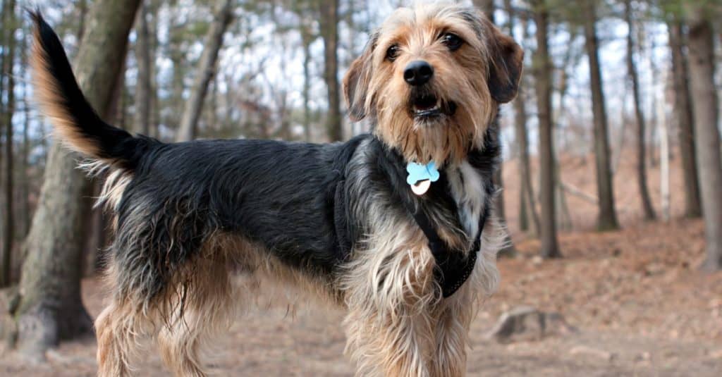 young yorkshire terrier beagle mix dog in the woods / dog park.