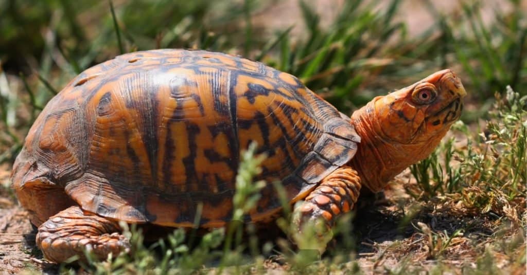 Box Turtle (Terrapene carolina) walking on grass.