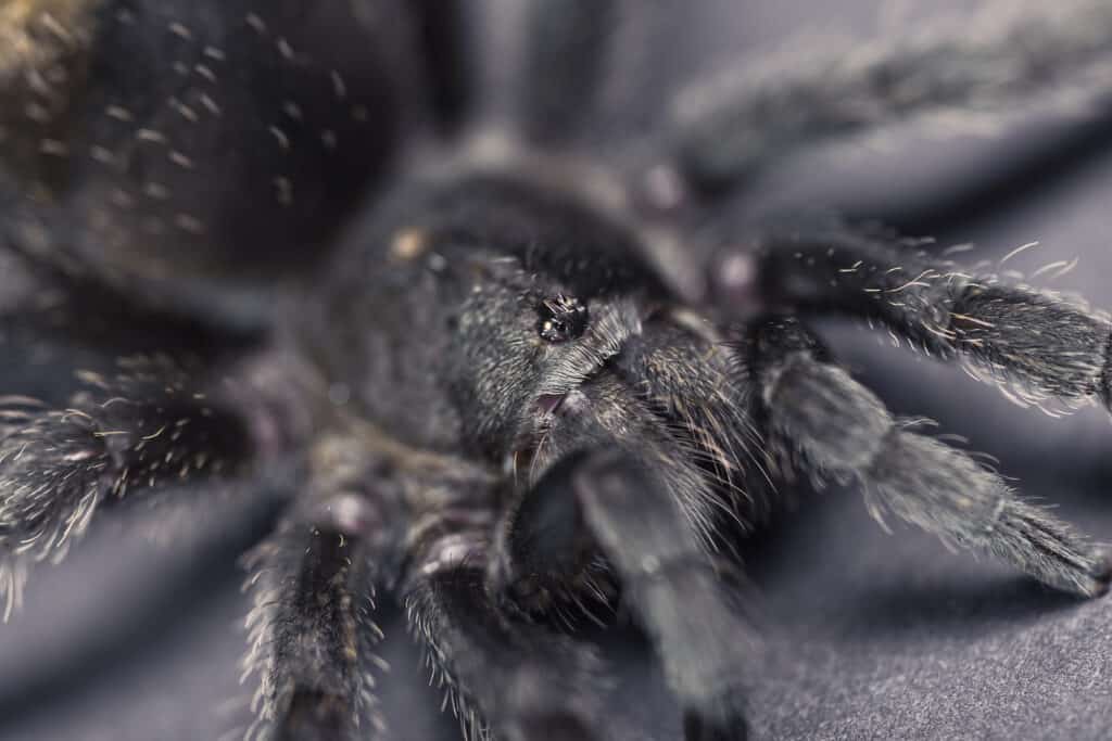 Brazilian Black Tarantula