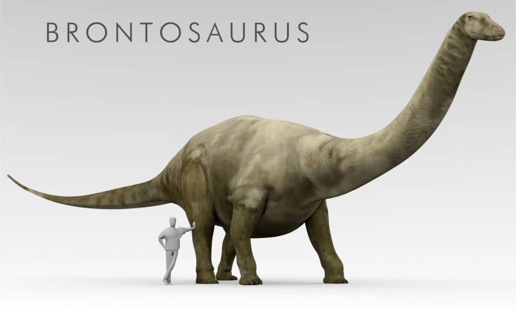 Brontosaurus 3D rendering next to human for size