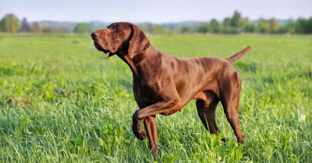 Brown German Shorthaired Pointer