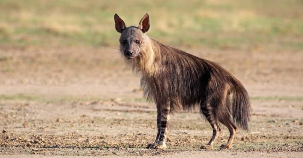 Brown hyena (Hyaena brunnea), Kalahari desert, South Africa