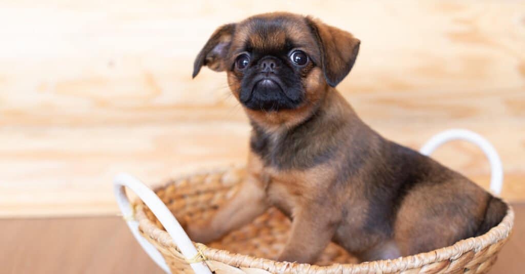 Brussels Griffon Puppy