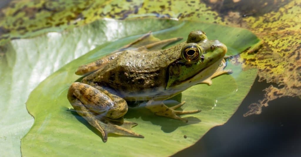 American Bullfrog on a lily pad