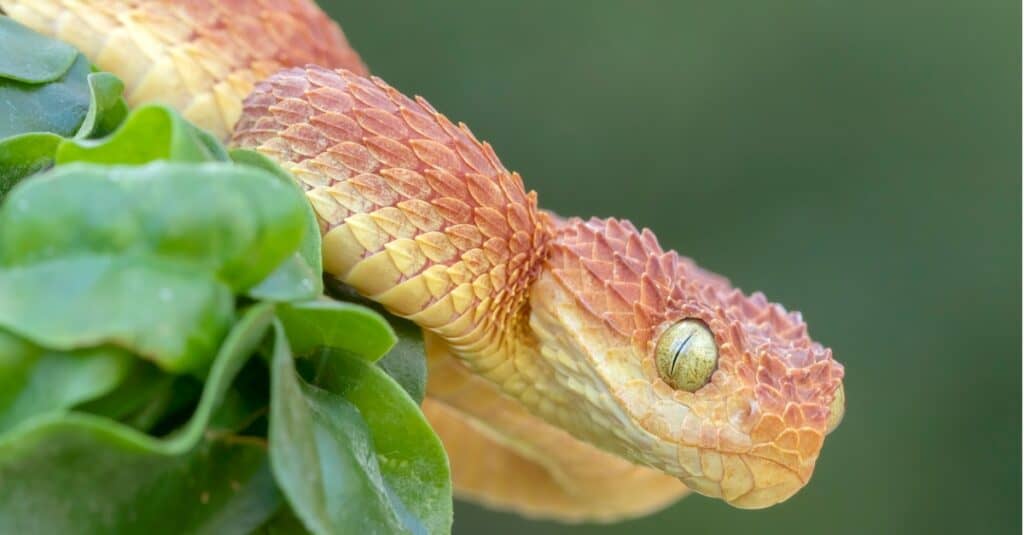 Red Venomous Bush Viper in African Rainforest. The viper comes in variations of orange, red, gray, black, yellow, blue, brown and olive.