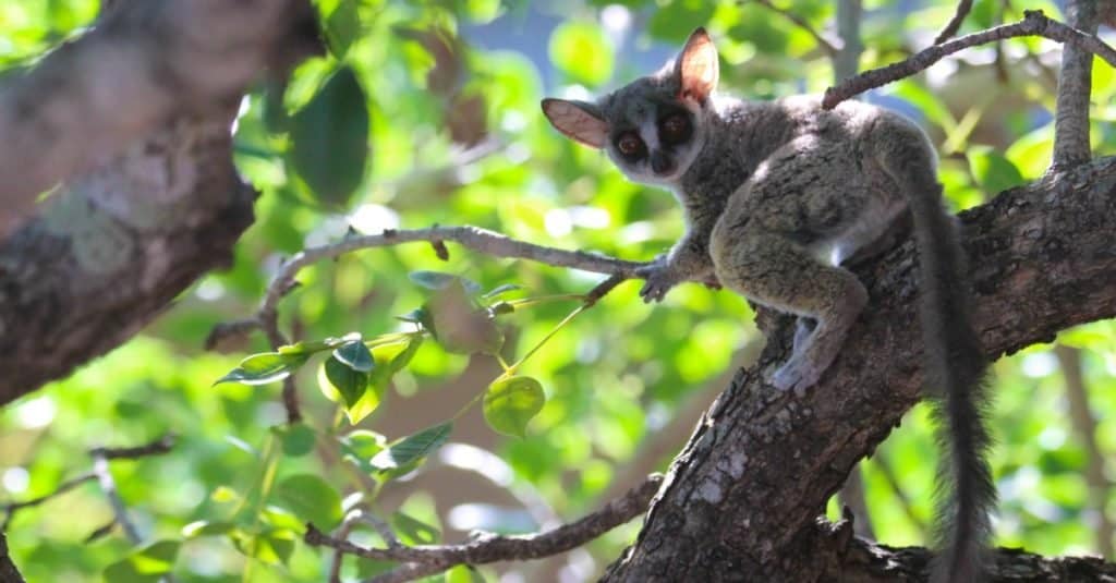 Bush Baby getting ready to jump in a marula tree.