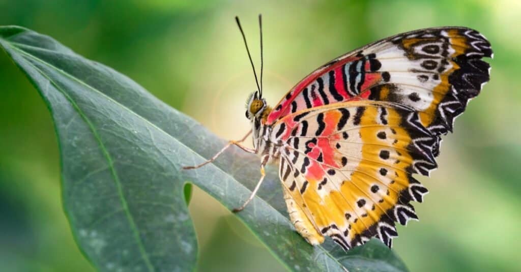 Beautiful butterfly with wide multicolored red and yellow wings on a leaf in a tropical botanical garden near Chiang Mai, Thailand.