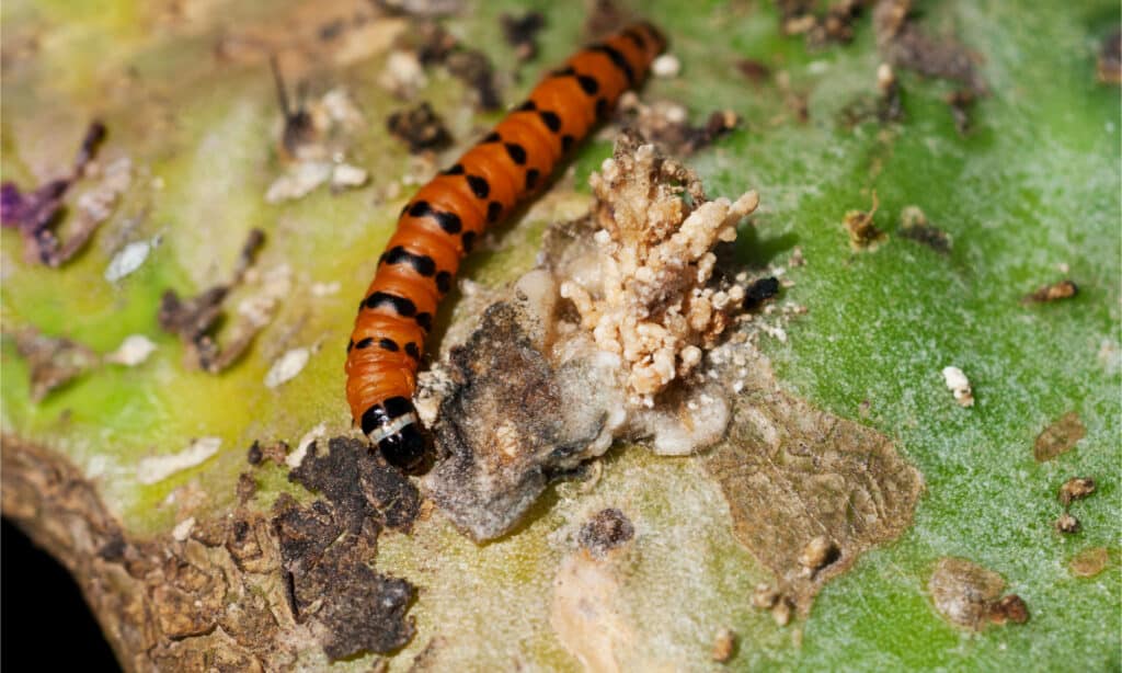 Cactus moth caterpillar on a prickly pear cactus