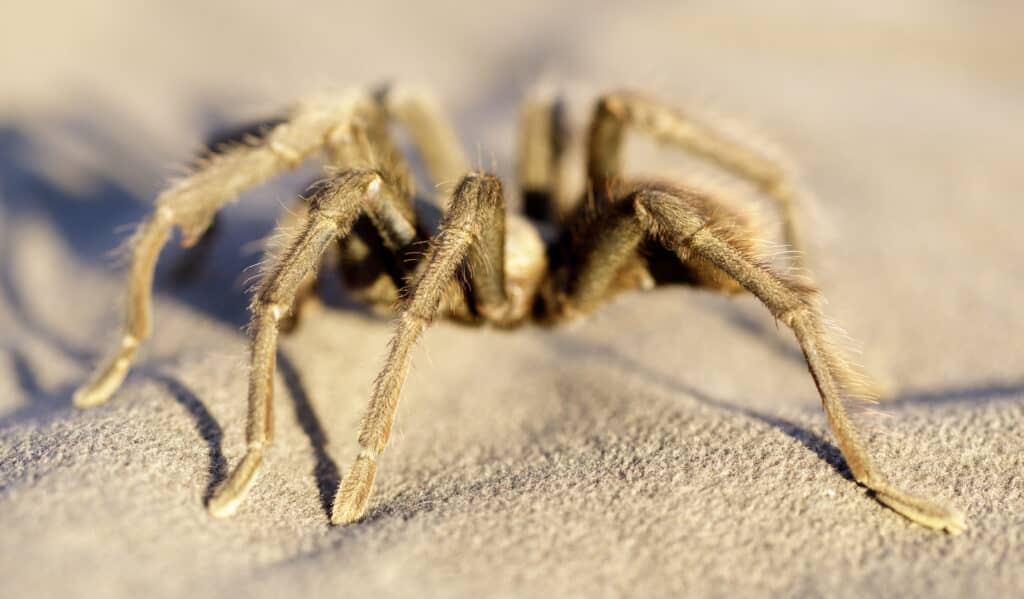 California Tarantula