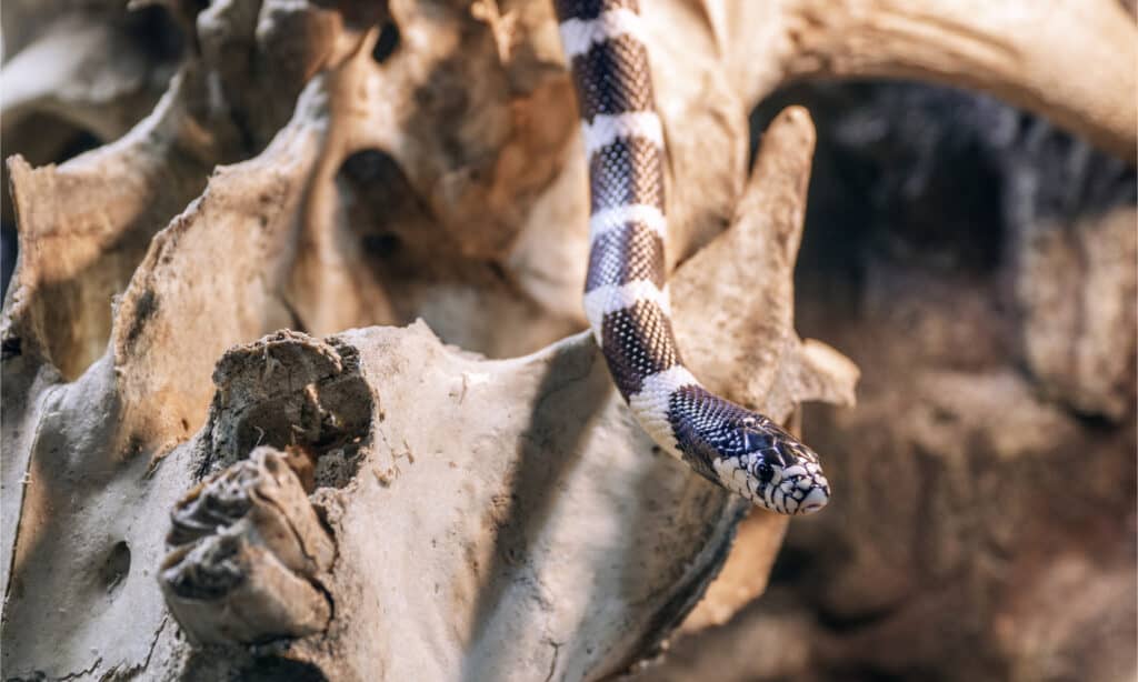 A California mountain kingsnake crawling over the skull of a cow