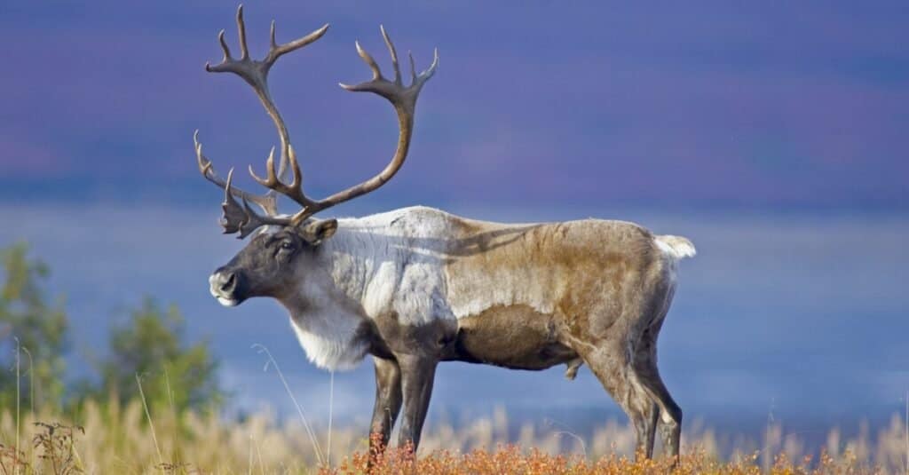 Male Caribou grazing on Toklat river basin.