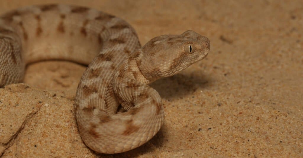 Palestine Carpet Viper (Echis coloratus) from Oman. The scales on the snake’s side are angled at 45 degrees and are serrated.