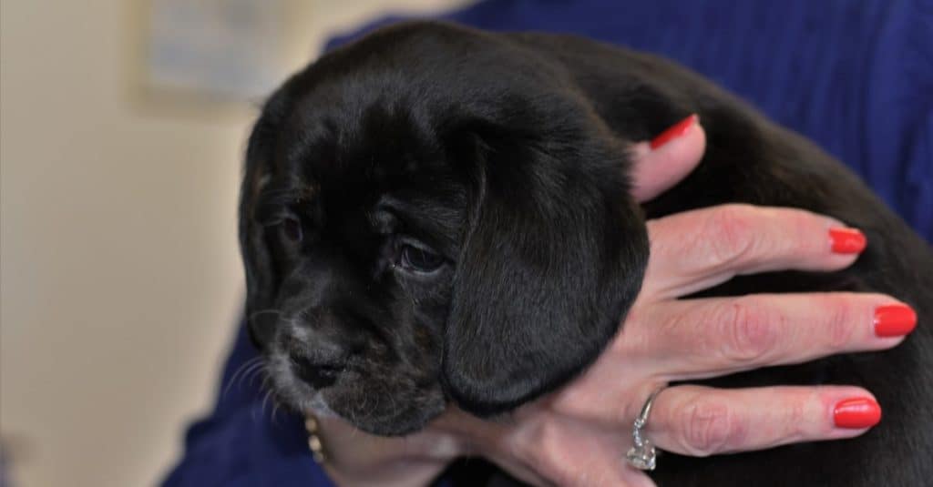 Close up of adorable mixed breed designer dog black Labrador Spaniel (Cavador) puppy