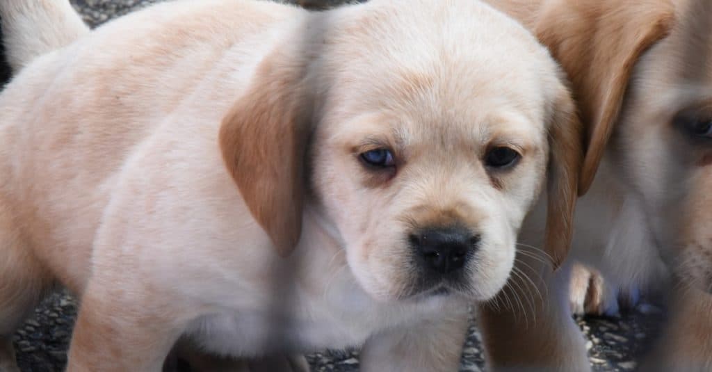 Cavador puppy